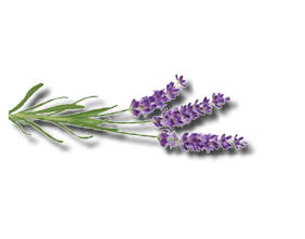 Lavendel