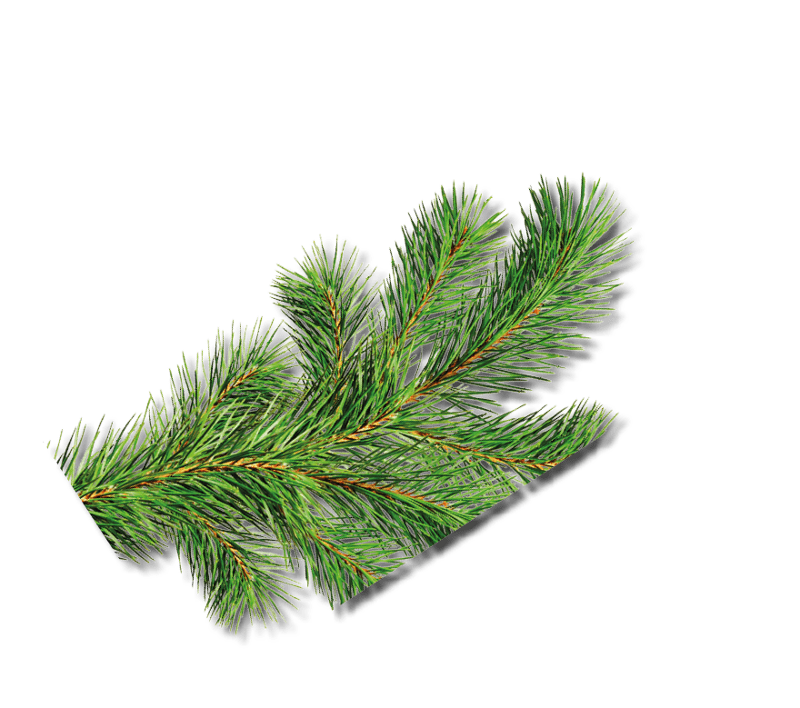 Green Christmas pine twig isolated on transparent background