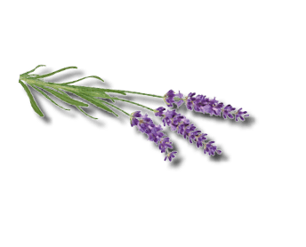 Lavendel